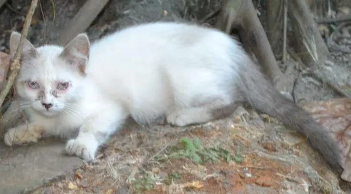 Gato ra a Sialata idade 2 a 6 meses nome Fofinho