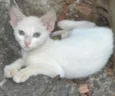 Branquinho