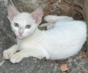 Gato raça srd idade 2 a 6 meses nome Branquinho