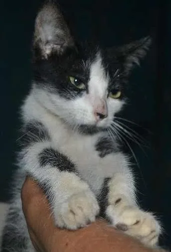 Gato ra a SRD idade 7 a 11 meses nome Frajola
