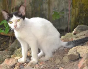 Gato raça srd idade 7 a 11 meses nome Julia
