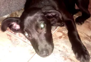 Cachorro raça Labrador idade 2 a 6 meses nome Maggie
