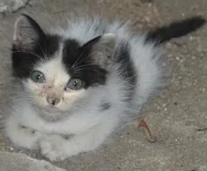 Gato raça SRD idade Abaixo de 2 meses nome Pierre
