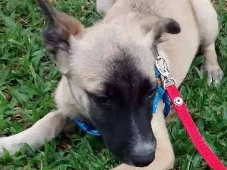 Cachorro ra a Srd idade 2 a 6 meses nome Sem 