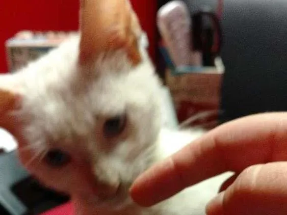 Gato ra a SRD idade Abaixo de 2 meses nome Liz