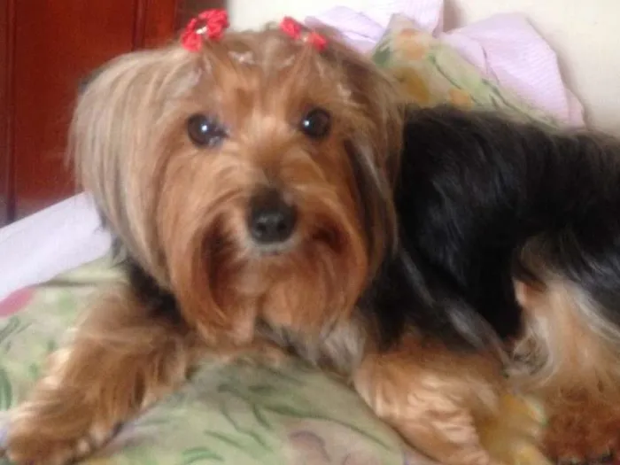 Cachorro ra a Yorkshire idade 6 ou mais anos nome SOFIA GRATIFICA