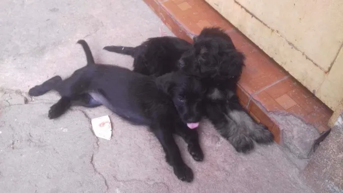 Cachorro ra a Pood com cocky idade Abaixo de 2 meses nome Paty  malu