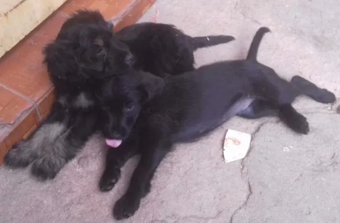 Cachorro ra a Pood com cocky idade Abaixo de 2 meses nome Paty  malu