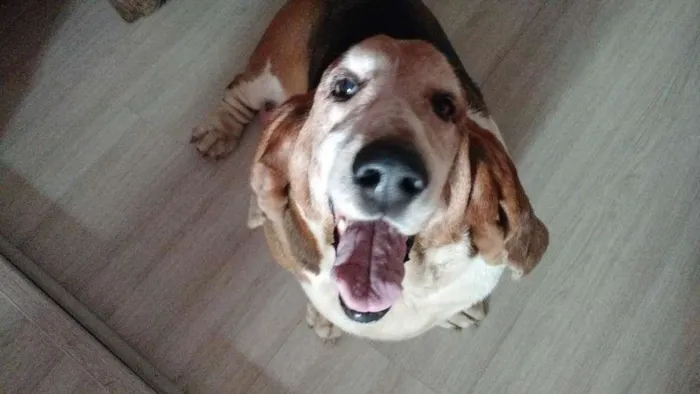 Cachorro ra a Bassethound idade 6 ou mais anos nome Alf