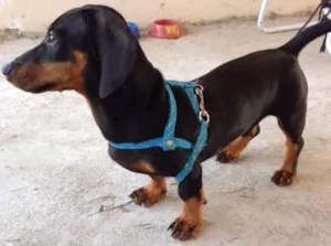 Cachorro raça dachshund idade 7 a 11 meses nome Toddy 