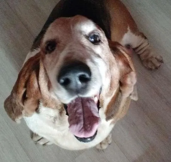 Cachorro ra a Bassethound idade 6 ou mais anos nome Alf