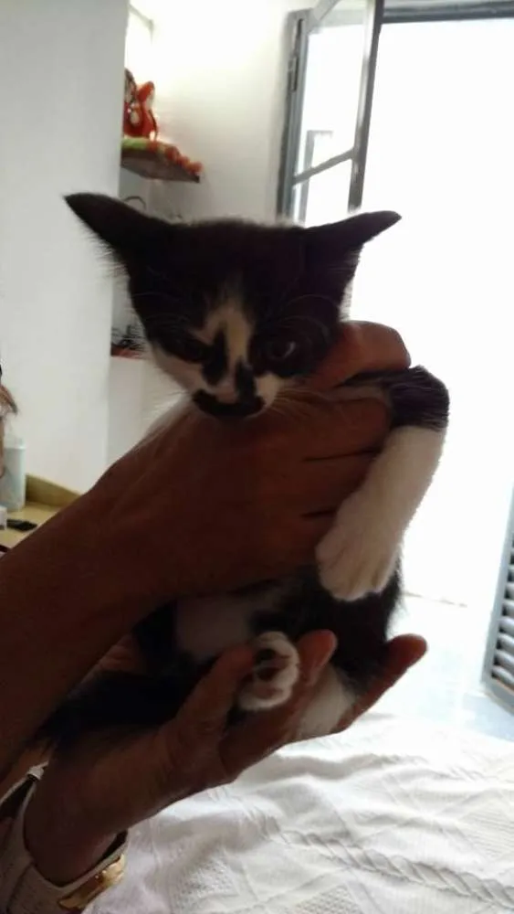 Gato ra a vira-lata idade 2 a 6 meses nome sem nome
