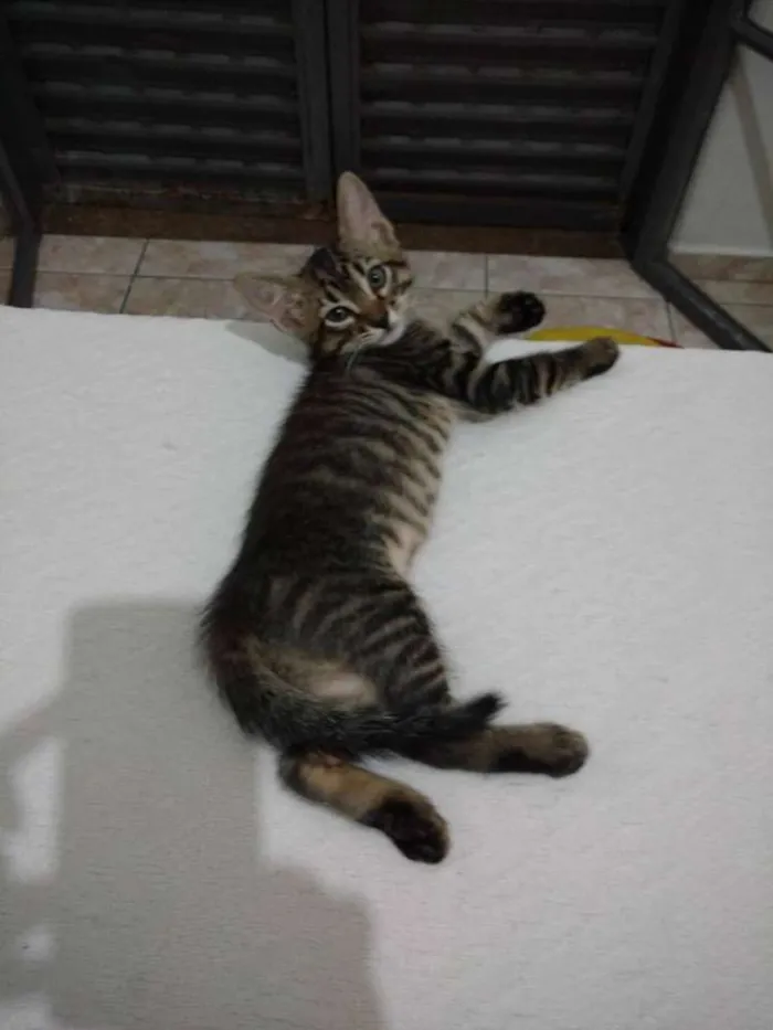 Gato ra a vira-lata idade 2 a 6 meses nome sem nome