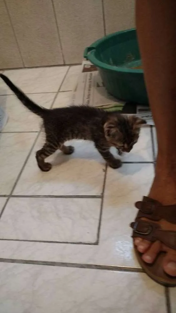Gato ra a vira-lata idade 2 a 6 meses nome sem nome
