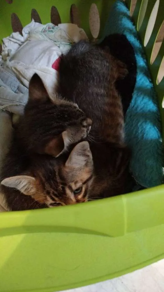Gato ra a vira-lata idade 2 a 6 meses nome sem nome