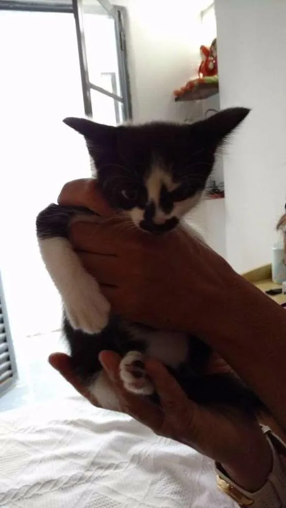 Gato ra a vira-lata idade 2 a 6 meses nome sem nome