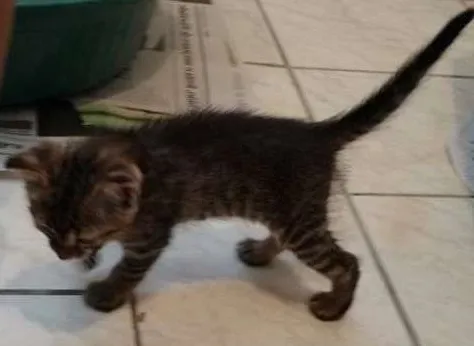 Gato ra a vira-lata idade 2 a 6 meses nome sem nome