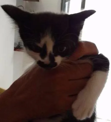 Gato ra a vira-lata idade 2 a 6 meses nome sem nome