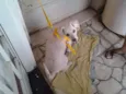 Teddy