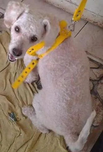 Cachorro ra a Poodle idade 5 anos nome Teddy