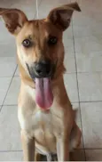 Chamo de Amarelo