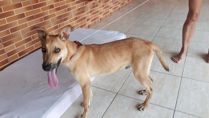 Cachorro ra a SRD idade 7 a 11 meses nome Chamo de Amarelo 