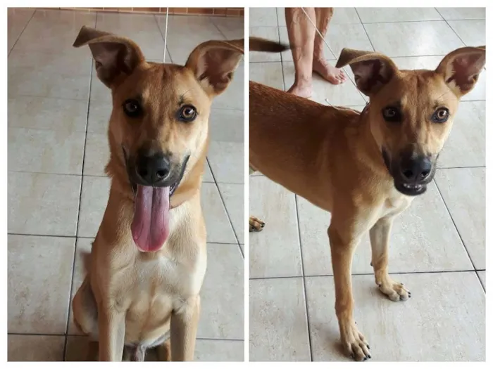 Cachorro ra a SRD idade 7 a 11 meses nome Chamo de Amarelo 