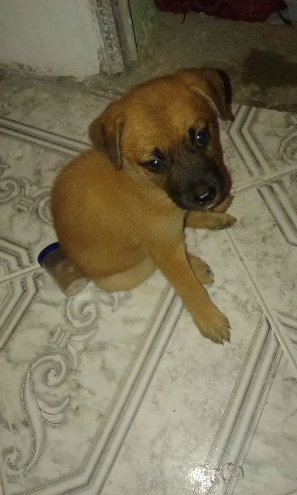 Cachorro raça Não sei idade 2 a 6 meses nome Não tem