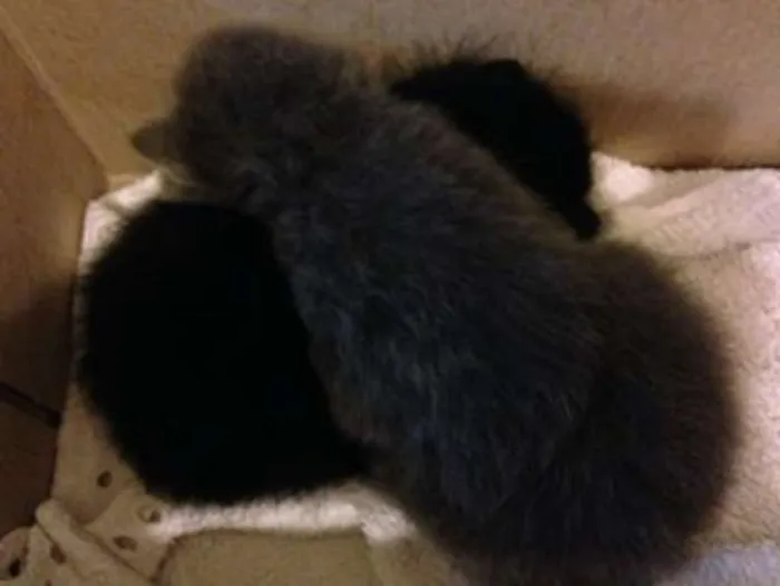 Gato ra a Indefinida idade Abaixo de 2 meses nome indefinido