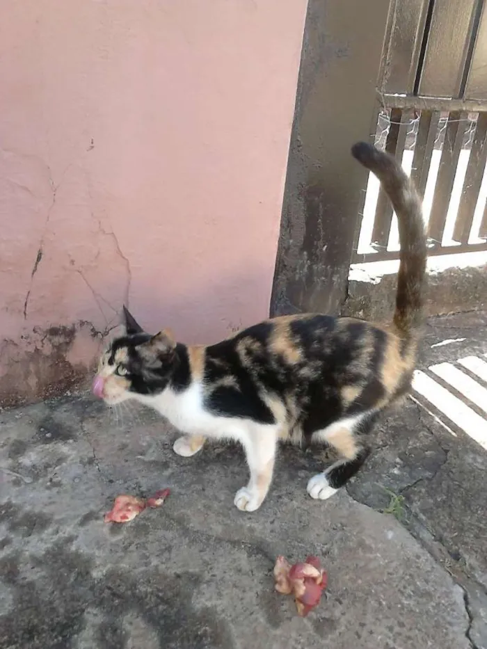 Gato ra a Mestiço idade 7 a 11 meses nome Não tem