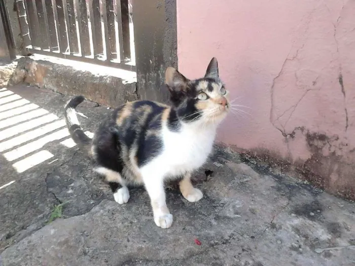 Gato ra a Mestiço idade 7 a 11 meses nome Não tem