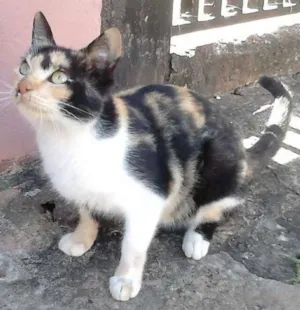 Gato raça Mestiço idade 7 a 11 meses nome Não tem