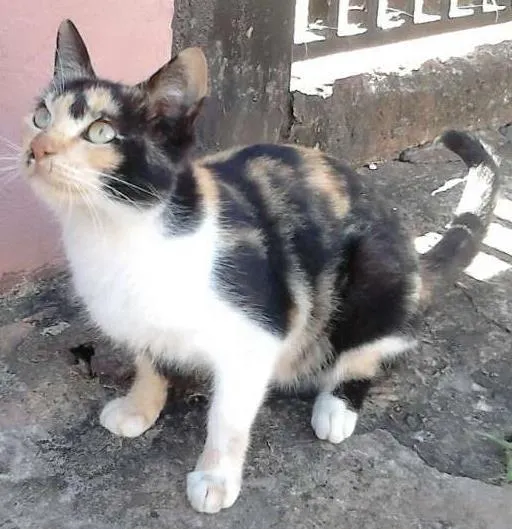 Gato ra a Mestiço idade 7 a 11 meses nome Não tem
