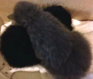 Gato raça Indefinida idade Abaixo de 2 meses nome indefinido