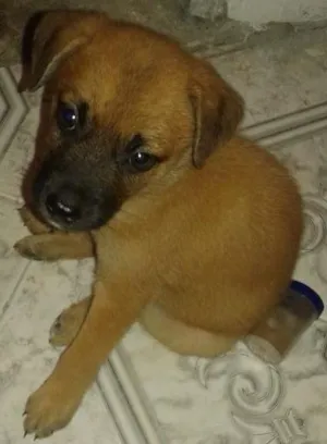 Cachorro raça Não sei idade 2 a 6 meses nome Não tem