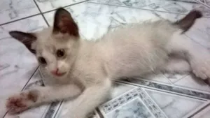 Gato raça siames idade 2 a 6 meses nome indefinido