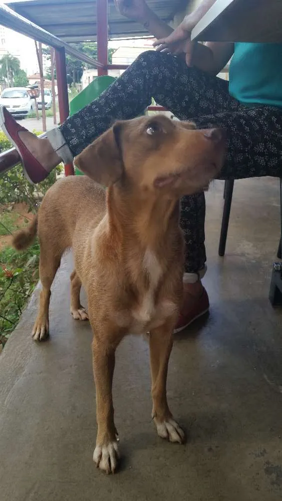 Cachorro ra a mestiça  idade 2 anos nome Cida