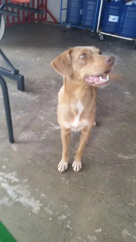 Cachorro ra a mestiça  idade 2 anos nome Cida