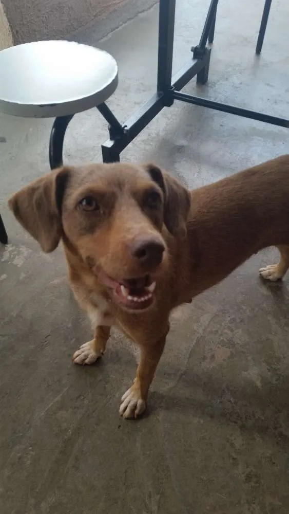 Cachorro ra a mestiça  idade 2 anos nome Cida
