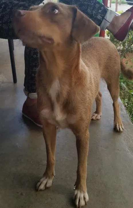 Cachorro ra a mestiça  idade 2 anos nome Cida