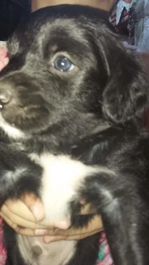 Cachorro raça Srd idade Abaixo de 2 meses nome Batman e Bola de pêlo