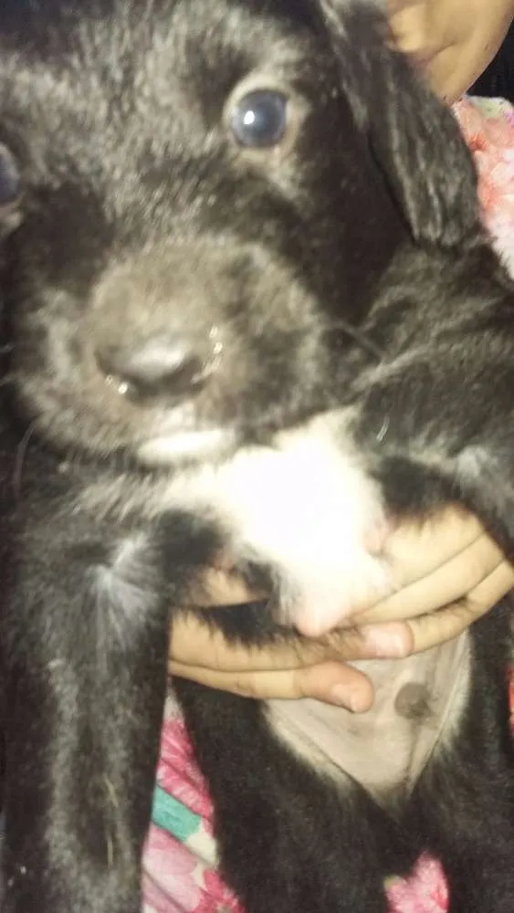 Cachorro raça Srd idade Abaixo de 2 meses nome Batman e Bola de pêlo