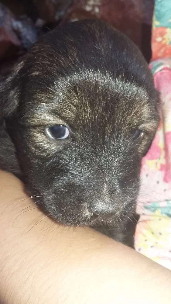 Cachorro raça Srd idade Abaixo de 2 meses nome Batman e Bola de pêlo