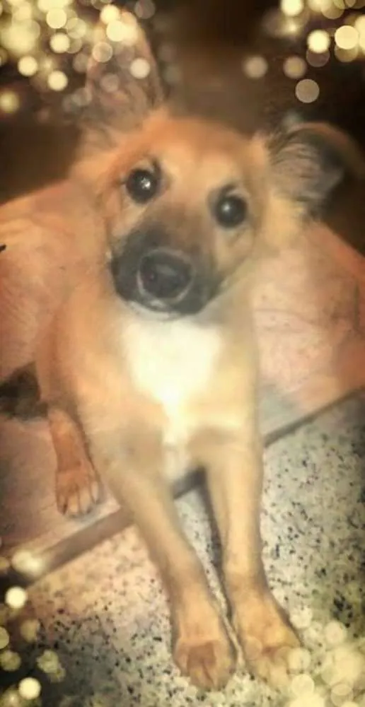 Cachorro ra a SRD idade 2 a 6 meses nome SRD