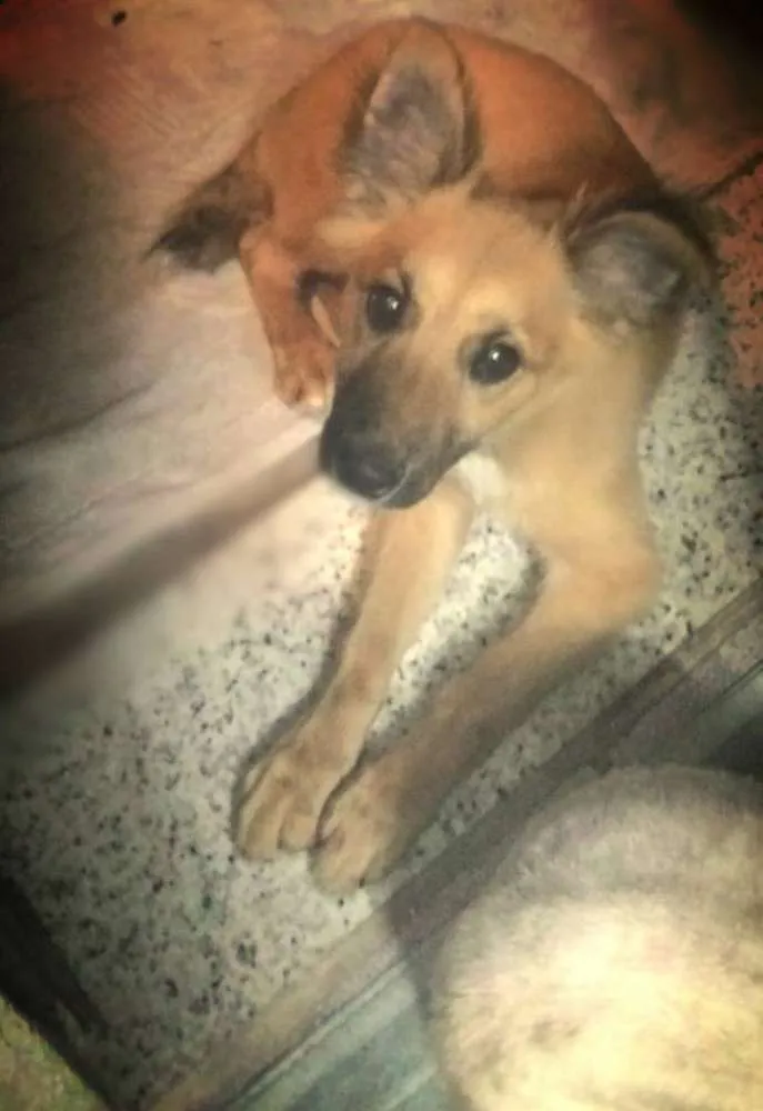 Cachorro ra a SRD idade 2 a 6 meses nome SRD