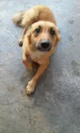 SRD