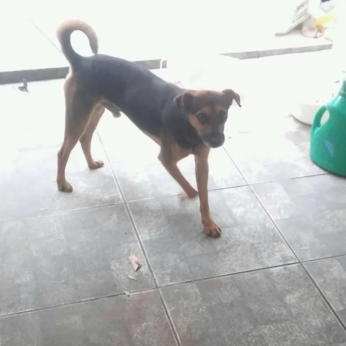 Cachorro ra a Vira Lata idade 2 anos nome Bob