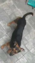 Bob