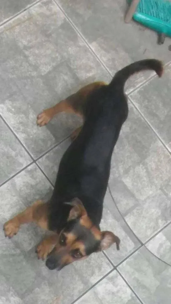 Cachorro ra a Vira Lata idade 2 anos nome Bob