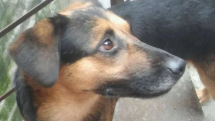 Cachorro ra a Vira Lata idade 2 anos nome Marley